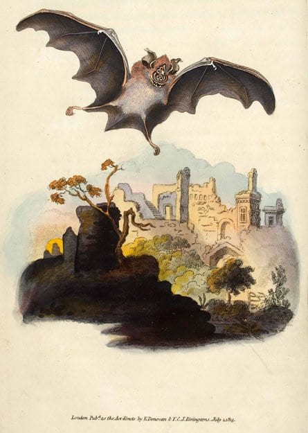 Donovan, Edward: The Natural History of British Quadrupeds London, 1845 Abgebildet ist eine Zweifarbfledermaus.