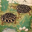 Abbildung mit Schildkröten