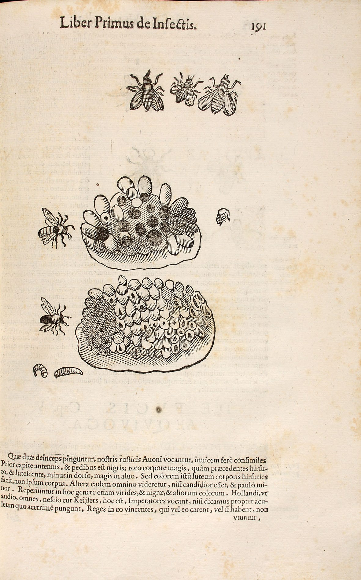 Ulisse Aldrovandi (1522-1605): De animalibus insectis, Bononia, 1602, Abbildung einer Biene