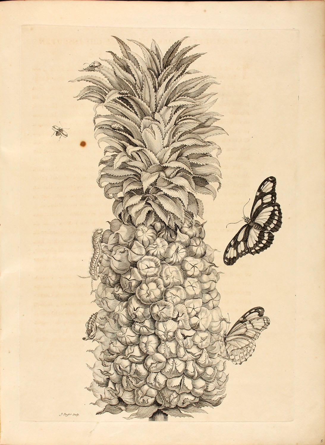 Maria Sibylla Merian: Metamorphosis insectorum Surinamensium ofte verandering der Surinaamsche insecten, Abbildung 2 "Ananas (Ananas comosus)"