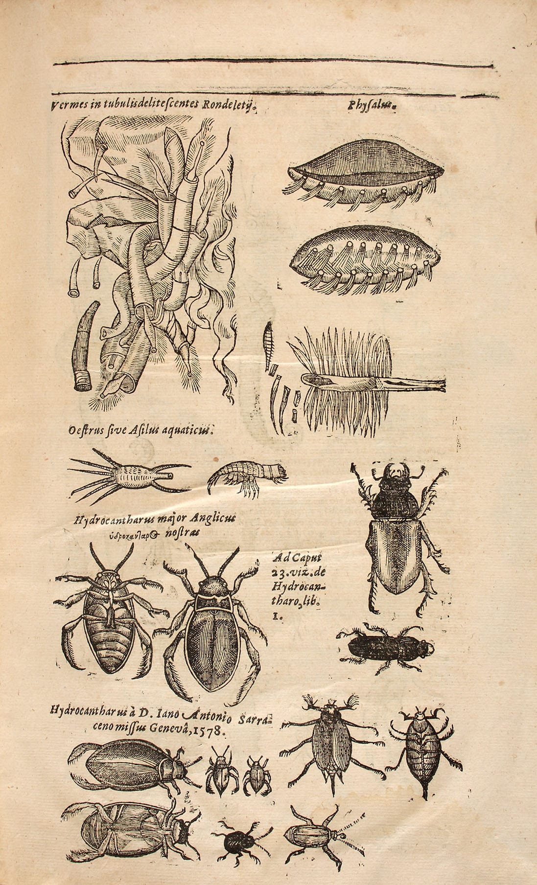 Thomas Moffett (1553-1604): Insectorum sive minimorum animalium theatrum - Abbildung eines Wasserkäfers