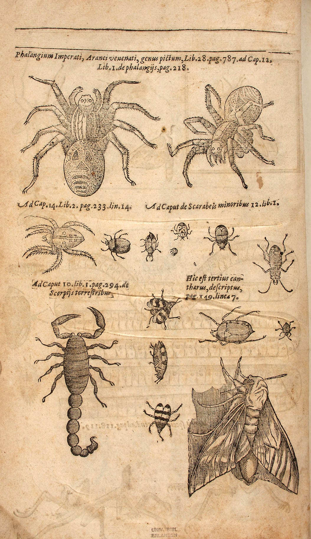 Thomas Moffett (1553-1604): Insectorum sive minimorum animalium theatrum - Abbildungen von Spinnentieren und Käfern