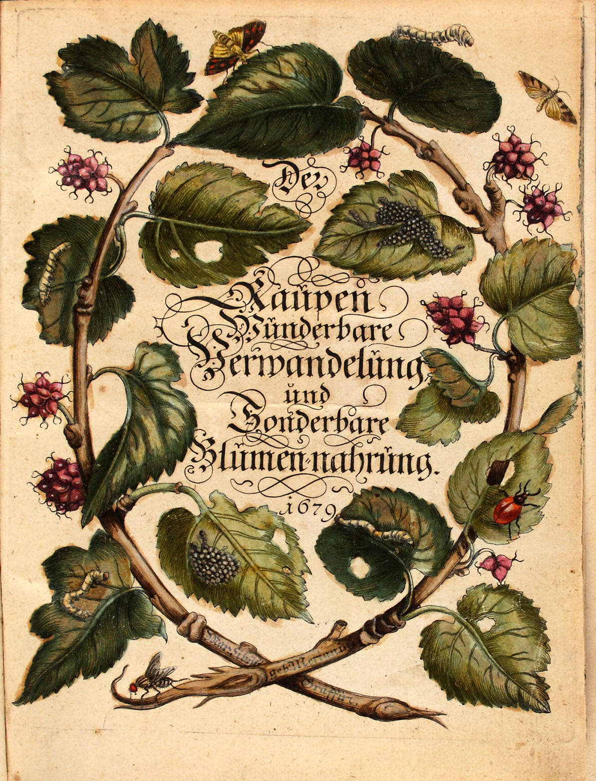 Maria Sibylla Merian: Der Raupen wunderbare Verwandelung und sonderbare Blumennahrung - Band 1 - Nürnberg, 1679