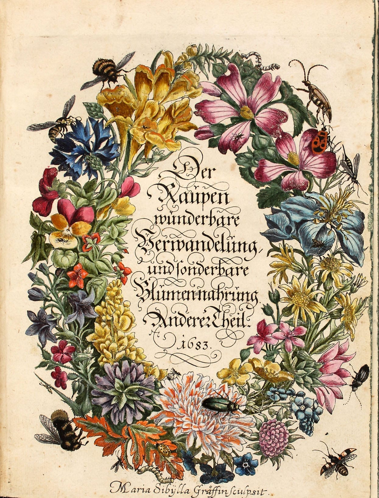 Maria Sibylla Merian: Der Raupen wunderbare Verwandelung und sonderbare Blumennahrung, Band 2, Nürnberg 1683