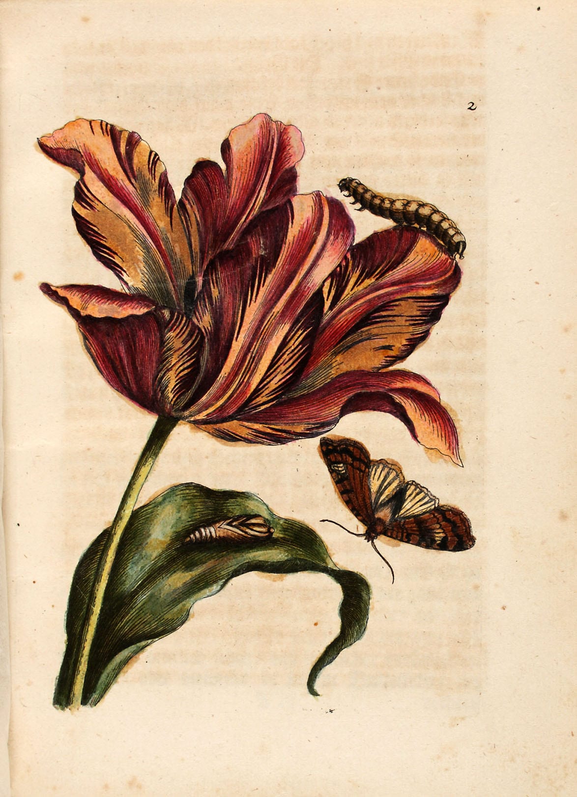 Maria Sibylla Merian: Der Raupen wunderbare Verwandelung und sonderbare Blumennahrung, Band 1, Abbildung 2 "Purpurfarbe Tulipan (Tulipa purpurea)"