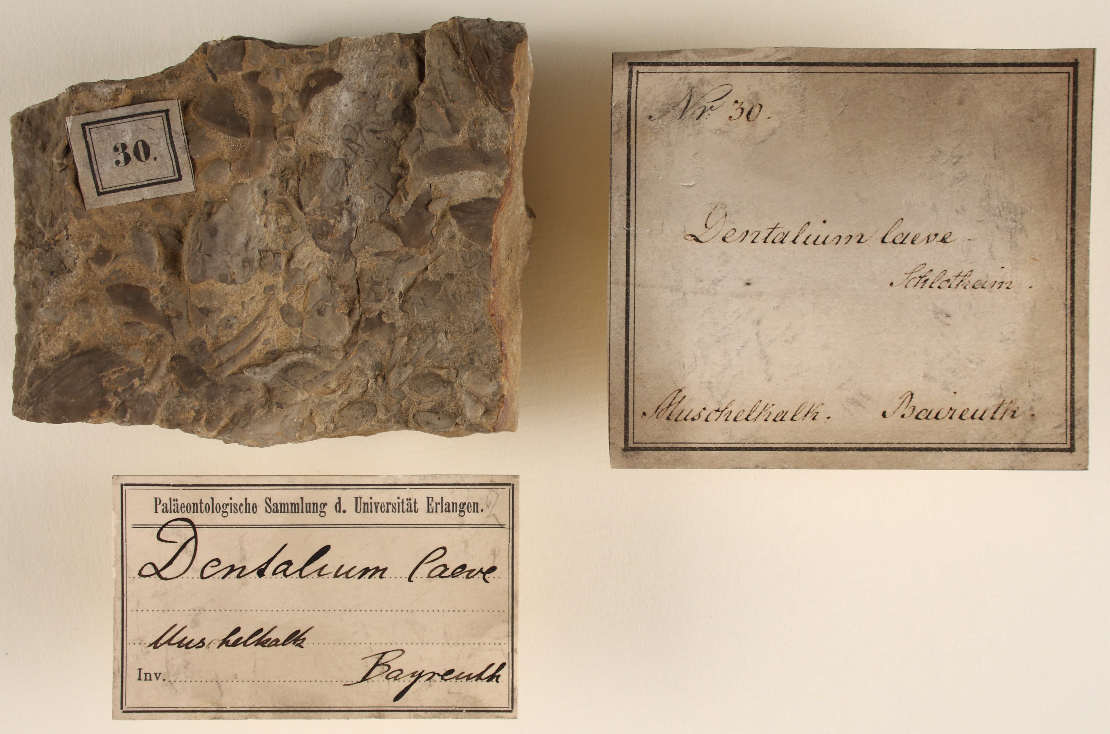 Fossil "Dentalium laeve" aus der Mineraliensammlung des Markgrafen Friedrich von Brandenburg-Bayreuth