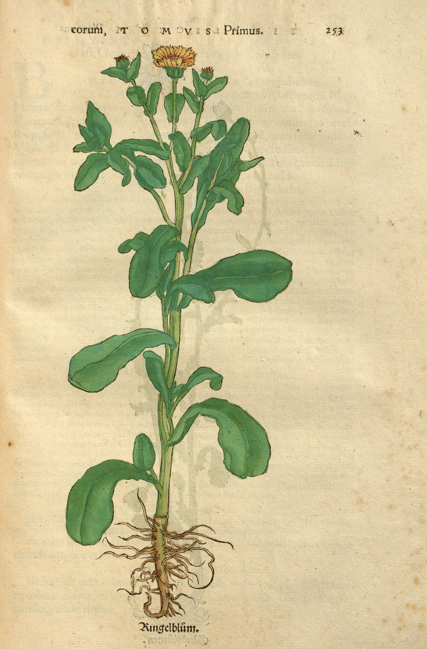 Ringelblume (kolorierter Holzschnitt) in Otto Brunfels: Herbarium, 1539 @ Universitätsbibliothek