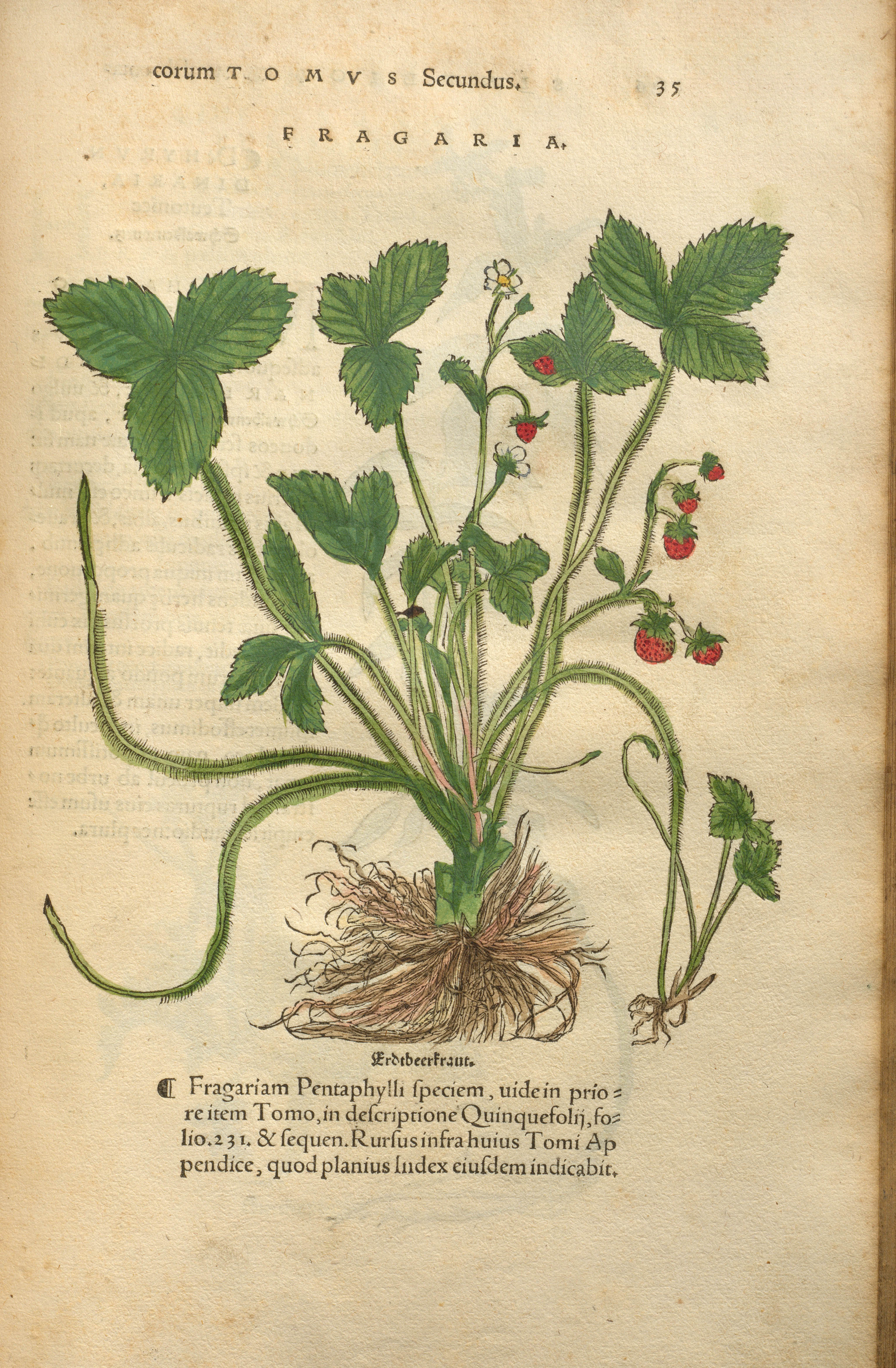 Erdbeerpflanze (kolorierter Holzschnitt), in Novii herbarii Tomus II 1531