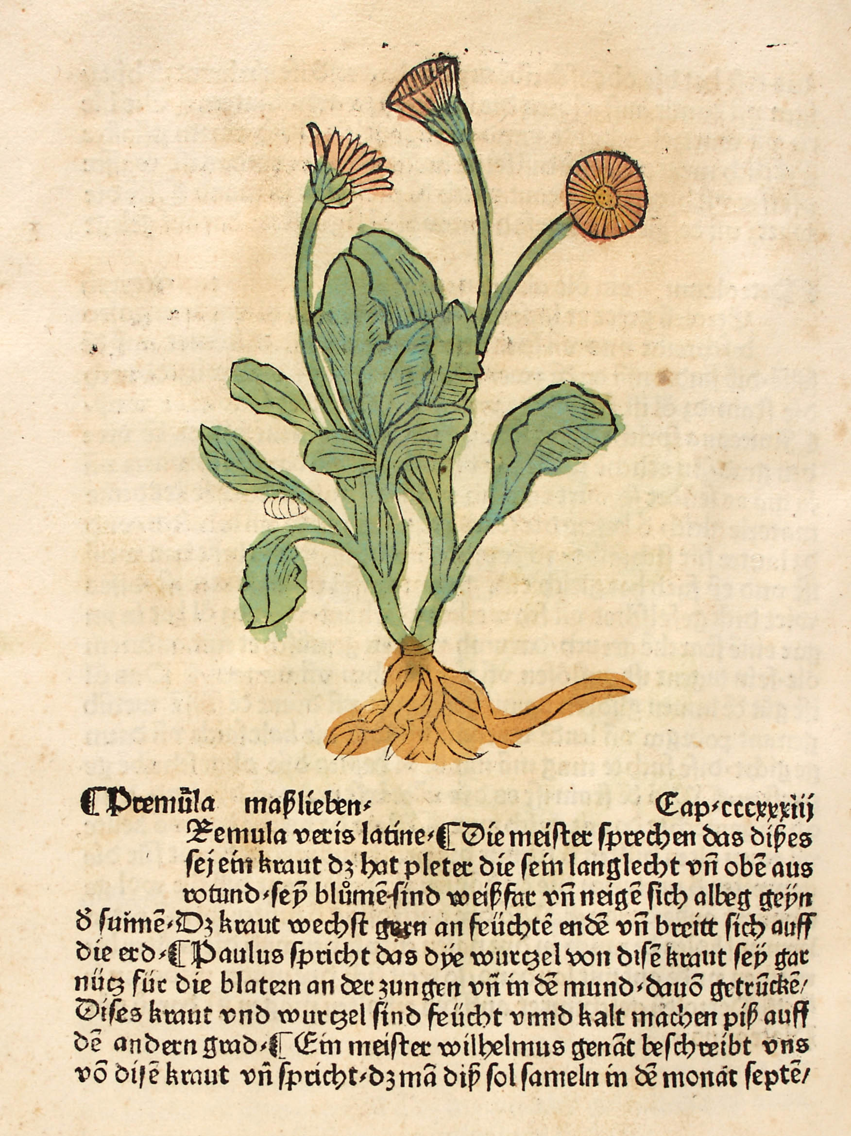 Ringelblume (kolorierter Holzschnitt) in Ortus sanitatis, 1485 @ Universitätsbibliothek