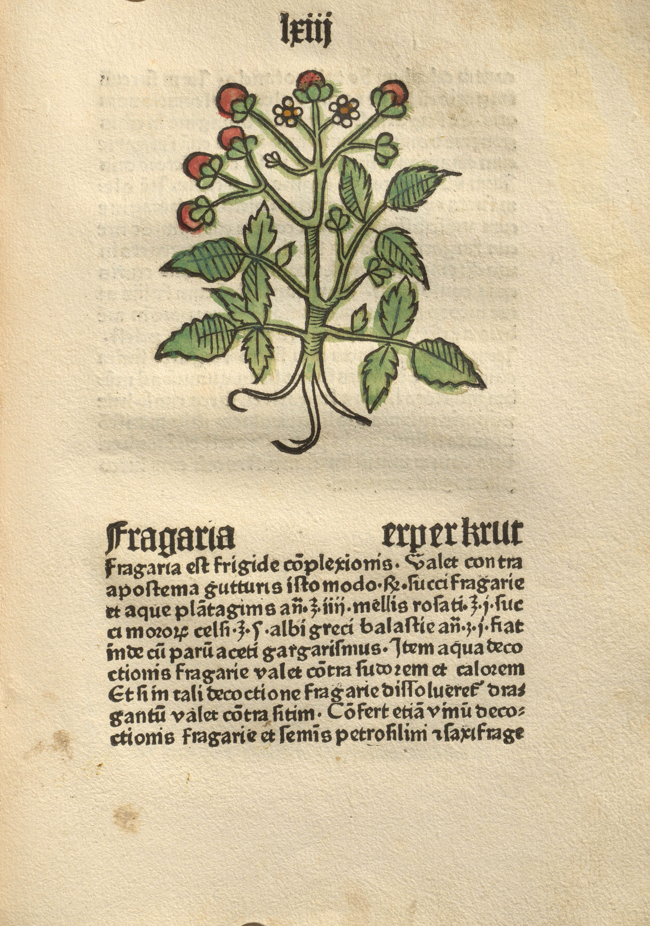 Erdbeerpflanze (kolorierter Holzschnitt) in Herbarius, gedruckt 1484 @ Universitätsbibliothek