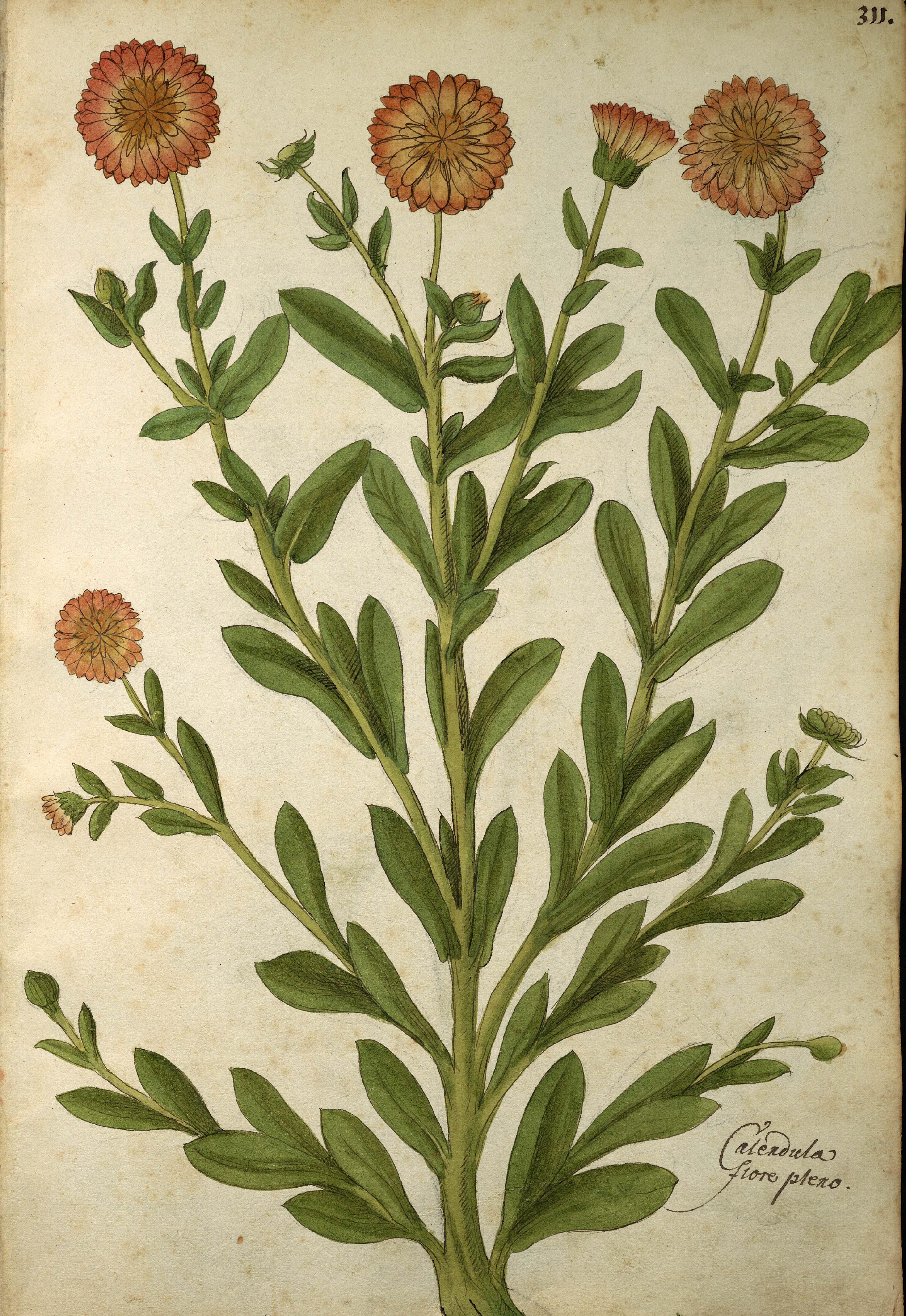 Ringelblume (Feder, Gouache) in Georg Oellinger: Magnarum Medicinae partium herbariae et zoographiae Imagines, 1553 @ Universitätsbibliothek