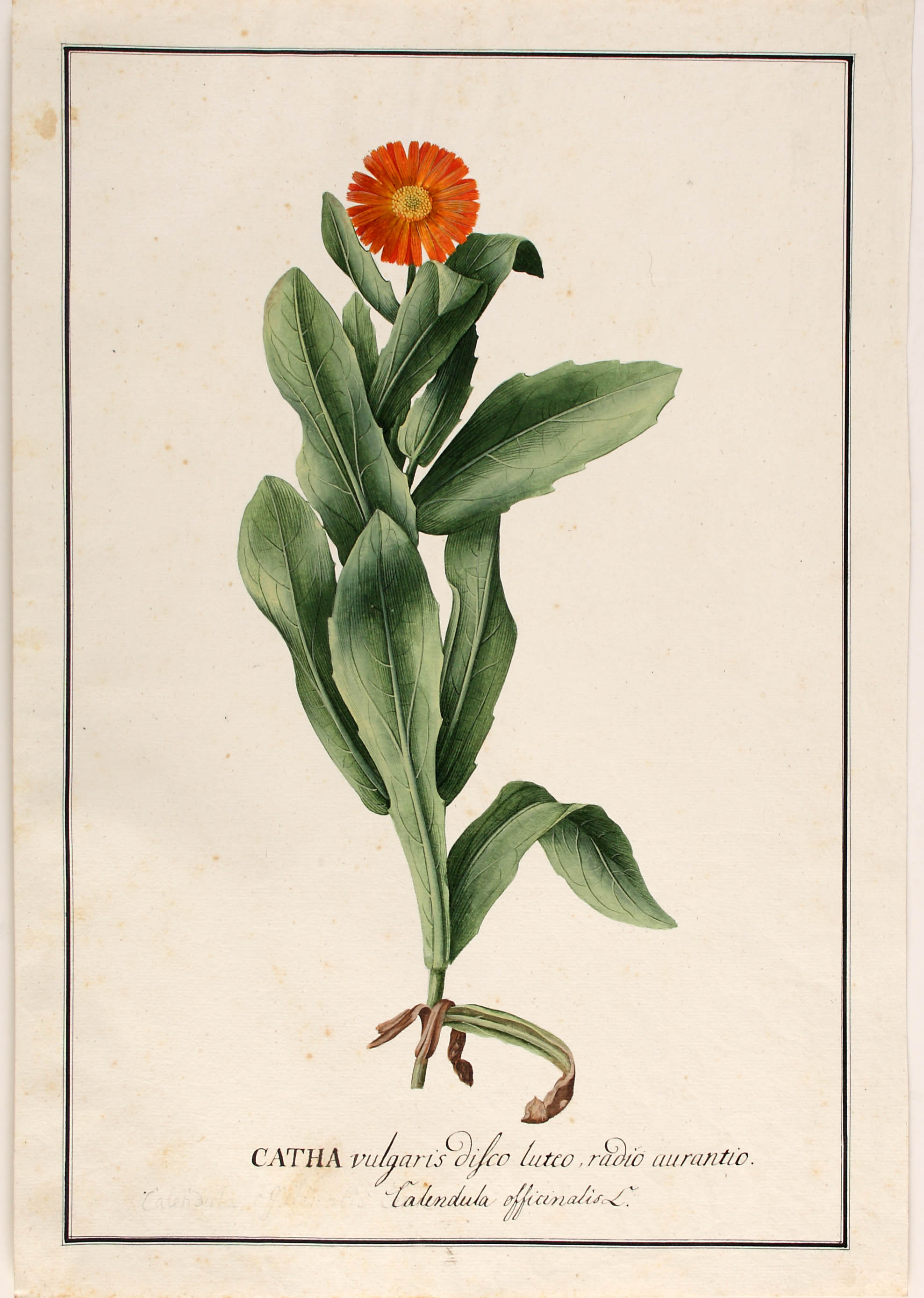 Ringelblume (Feder, Aquarell) in Farbige Pflanzenzeichnungen, 1769 @ Universitätsbibliothek
