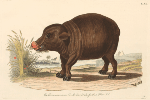 Zum Artikel "Important Work by Georg Wolfgang Knorr Now Part of Our Collection"