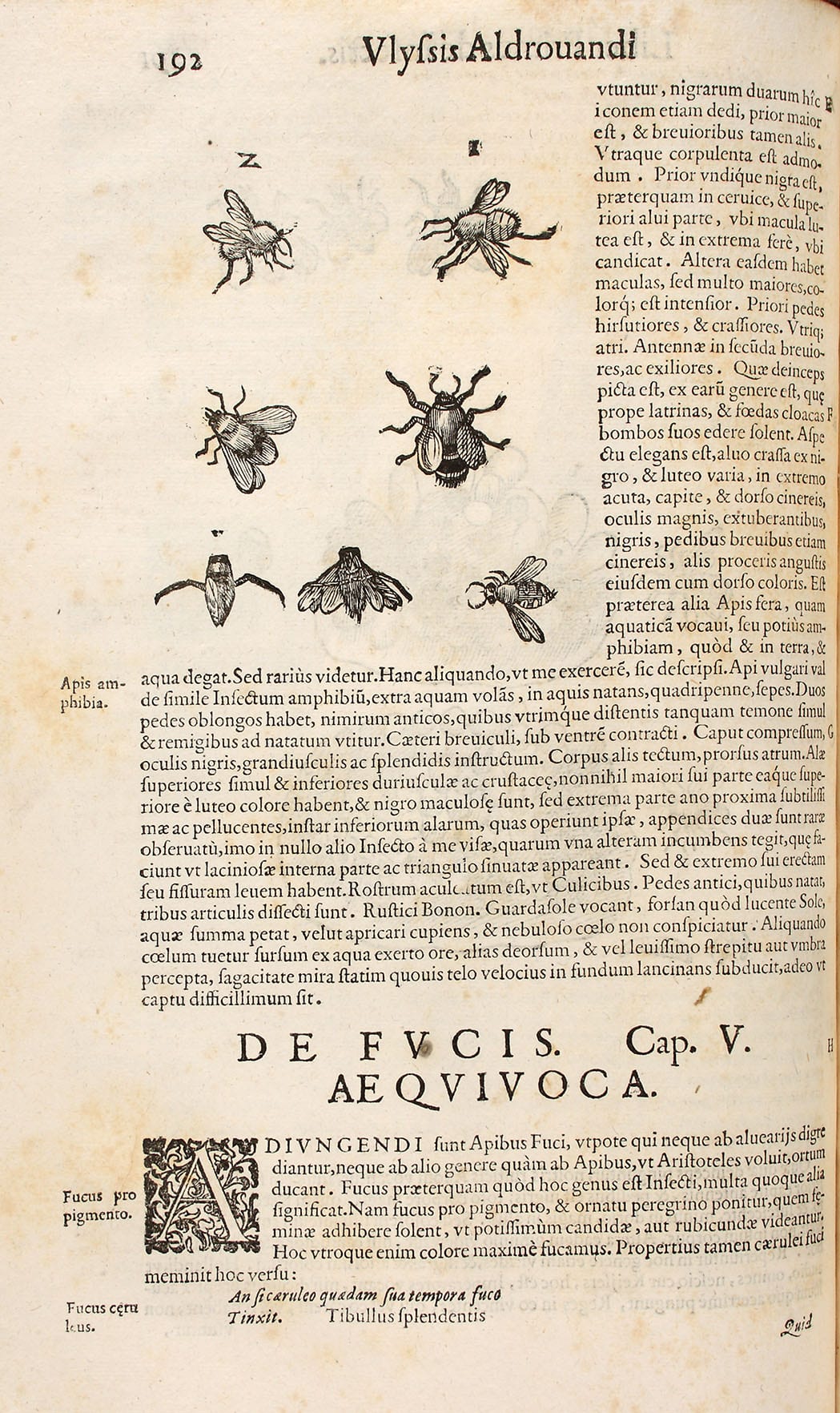 Ulisse Aldrovandi (1522-1605): De animalibus insectis, Bononia, 1602, Abbildungen von Bienen