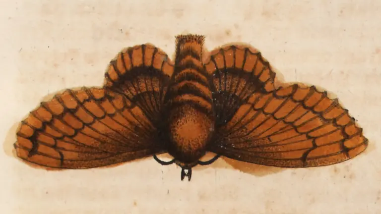 Beitragsbild für Maria Sibylla Merian (1647-1717)