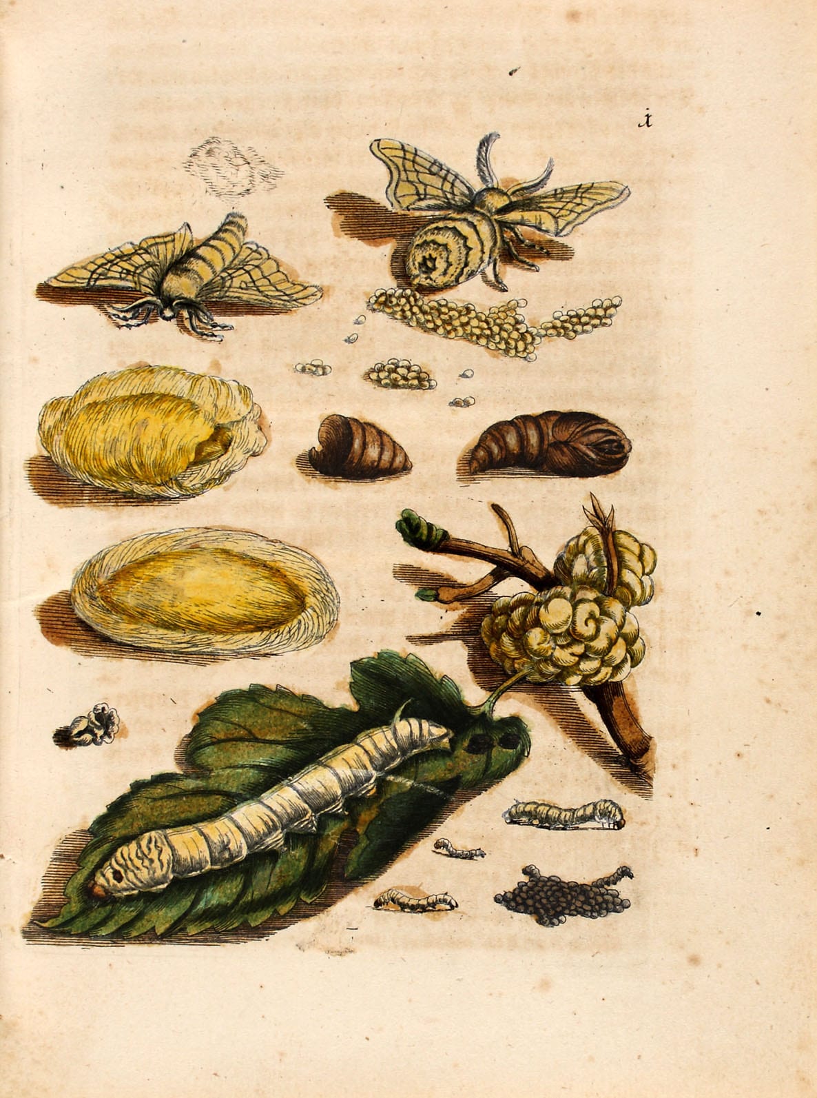 Maria Sibylla Merian: Der Raupen wunderbare Verwandelung und sonderbare Blumennahrung, Band 1, Abbildung 1 "Maulbeerbaum samt Frucht"
