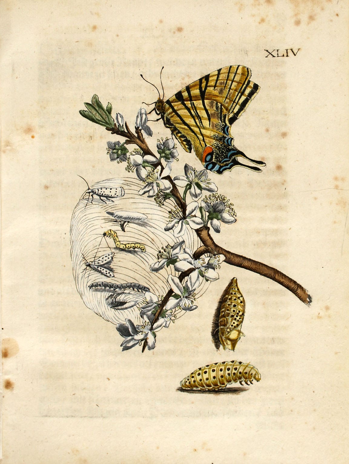 Maria Sibylla Merian: Der Raupen wunderbare Verwandelung und sonderbare Blumennahrung, Band 2, Abbildung 44 "Schlehenblüe (Acaciae Germanicae flos)"