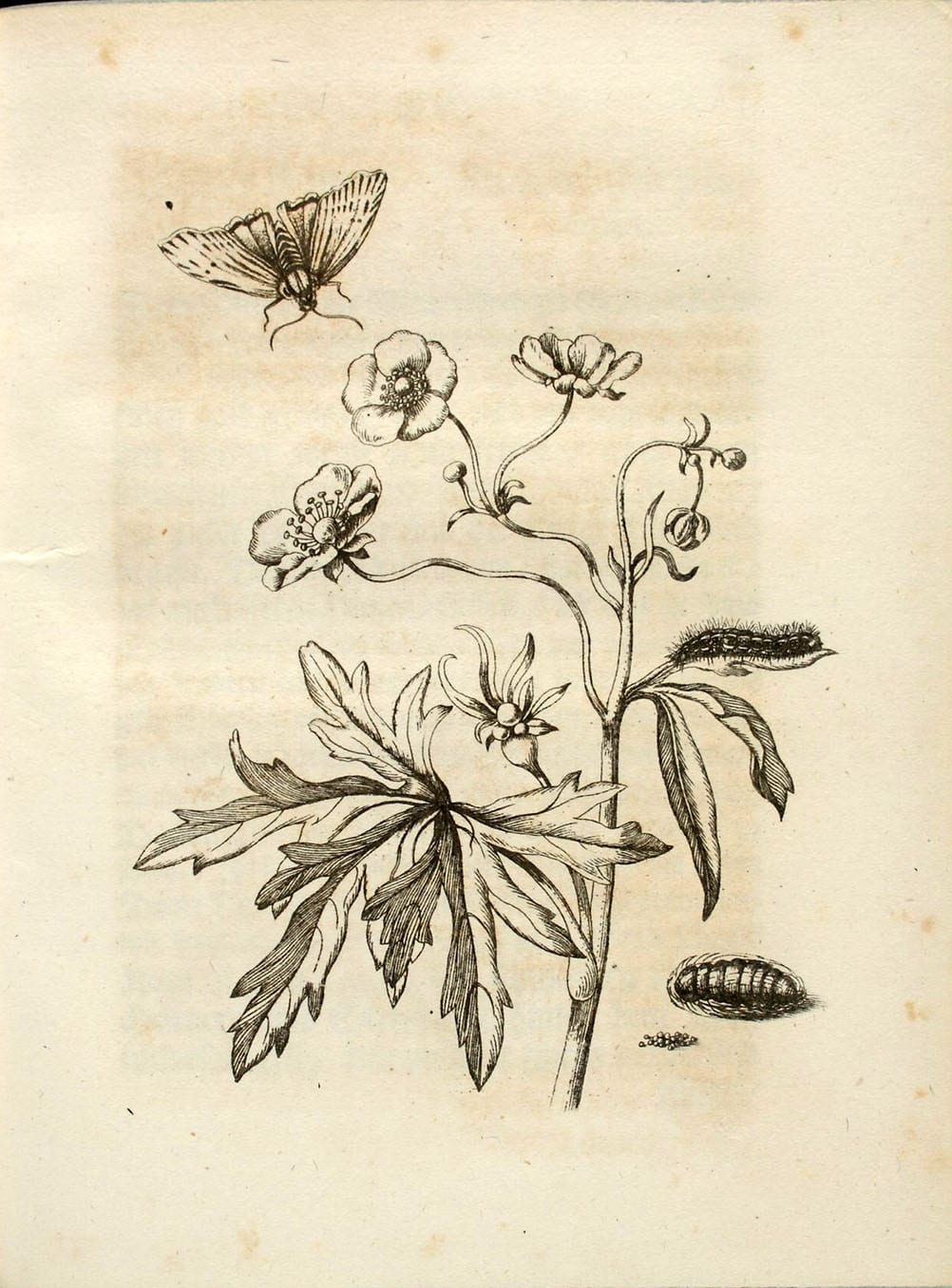 Maria Sibylla Merian: Der Raupen wunderbare Verwandelung und sonderbare Blumennahrung, Band 1, Abbildung 15 "Wilder Hanenfuß (Ranunculus pratensis)"