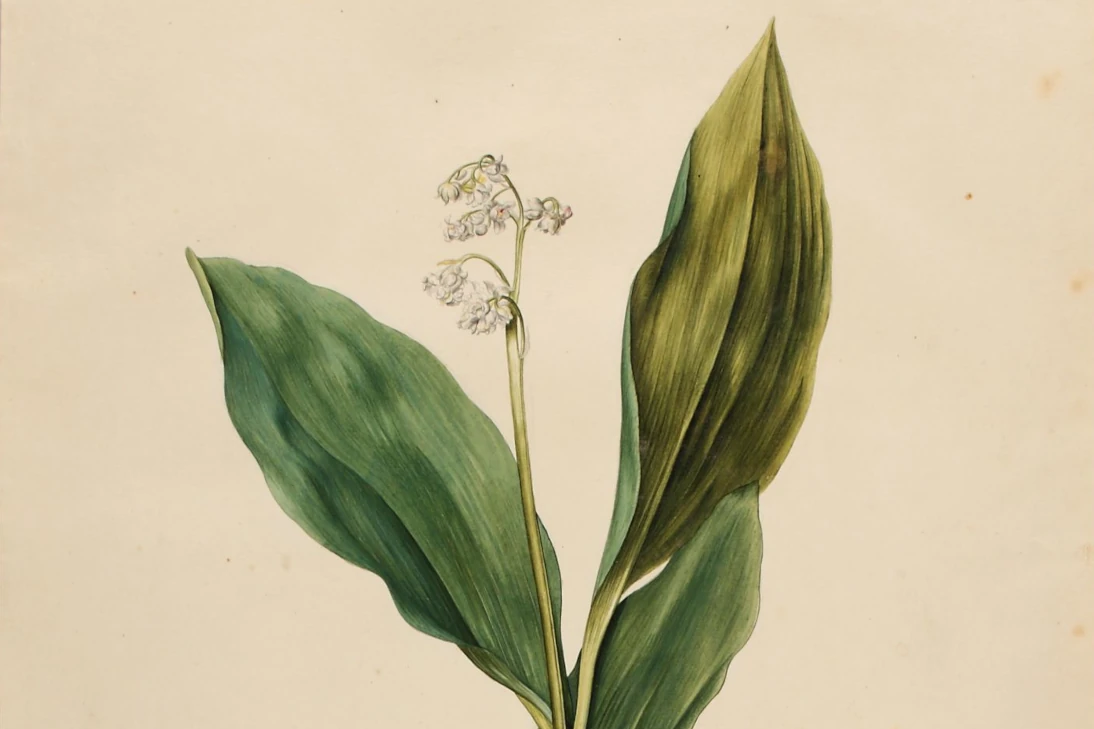 Convallaria majalis aus Farbige Pflanzenzeichnungen, MS 2380[4